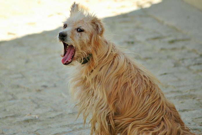 Dia Mundial da Raiva: Veterinários alertam para educação para prevenir e combater a raiva