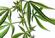 Consumo de cannabis aumenta risco de COVID-19 grave