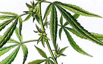 Consumo de cannabis aumenta risco de COVID-19 grave