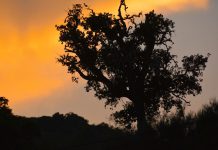 Alerta para temperaturas elevadas e risco incêndios rurais