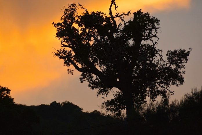 Alerta para temperaturas elevadas e risco incêndios rurais