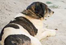 Veterinários alertam para aumento da prevalência de leishmaniose canina