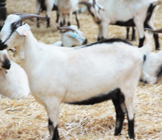 A 41ª Ovibeja é espaço para abordar a Inovação e a Sustentabilidade na Agricultura