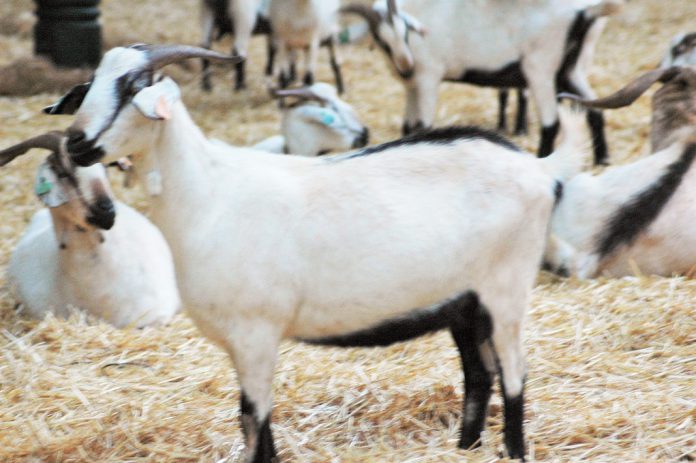 A 41ª Ovibeja é espaço para abordar a Inovação e a Sustentabilidade na Agricultura