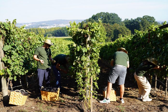 Quinta da Avelada disponibiliza experiência que conjuga vindima e arte