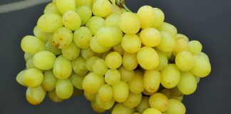 Ciência dos sabores pode melhorar qualidade das uvas