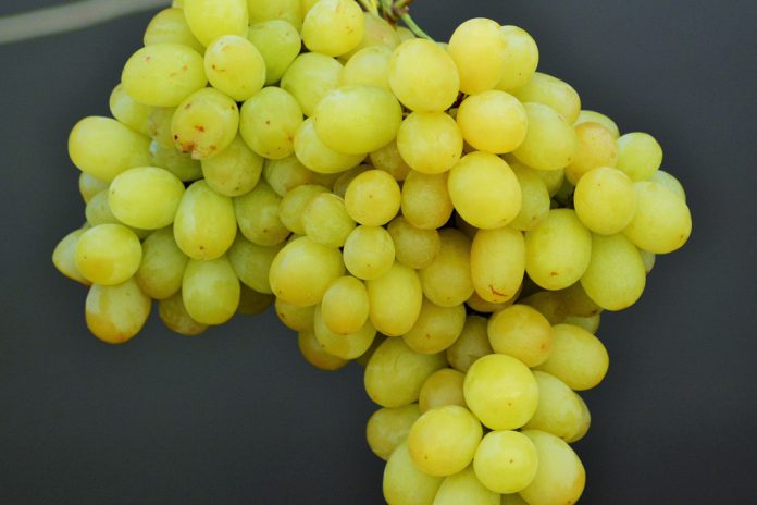 Ciência dos sabores pode melhorar qualidade das uvas
