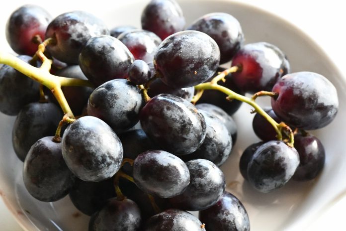 Ácido oleanólico de uvas aumenta eficácia da quimioterapia no tratamento do cancro